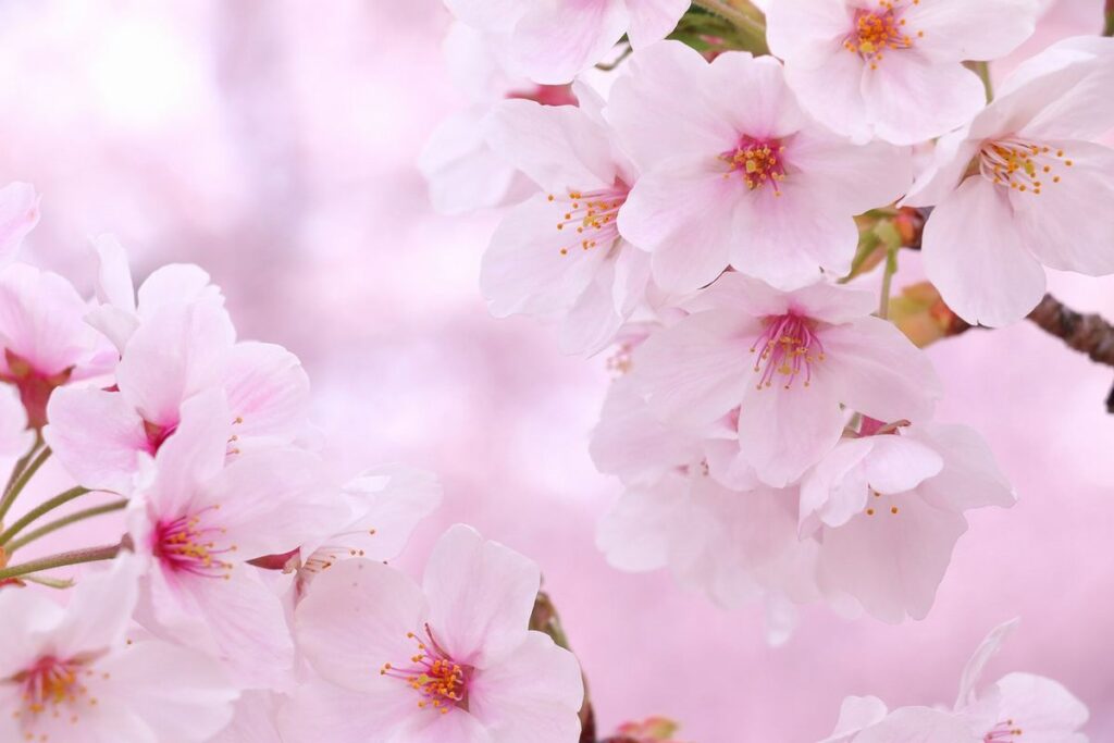 「桜のような僕の恋人」・ 宇山佳佑