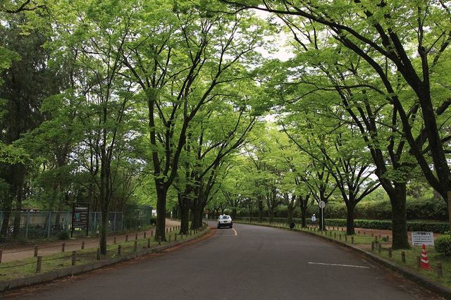 京都府立植物園の並木道