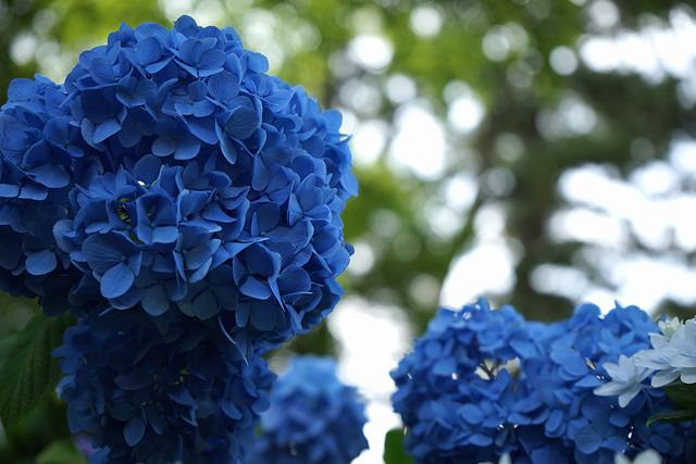 紫陽花の名前は藍色の花が集まって咲くことから由来