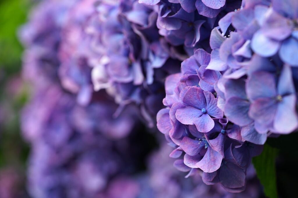 人混みを避けてゆっくり楽しめる関東の紫陽花スポット
