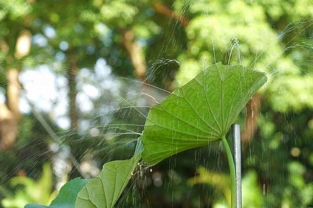 ハスの葉筋は空洞になっていて茎から水を流し込むとシャワーになる