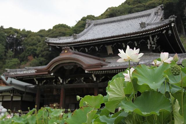 三室戸寺の本堂前に咲くハス