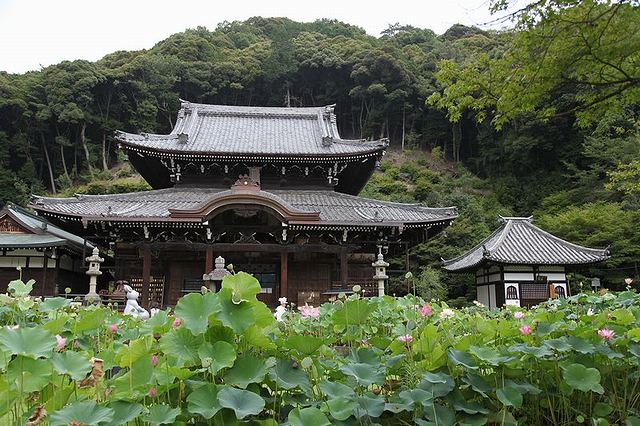 三室戸寺の本堂前には約100種250鉢のハスが観られる