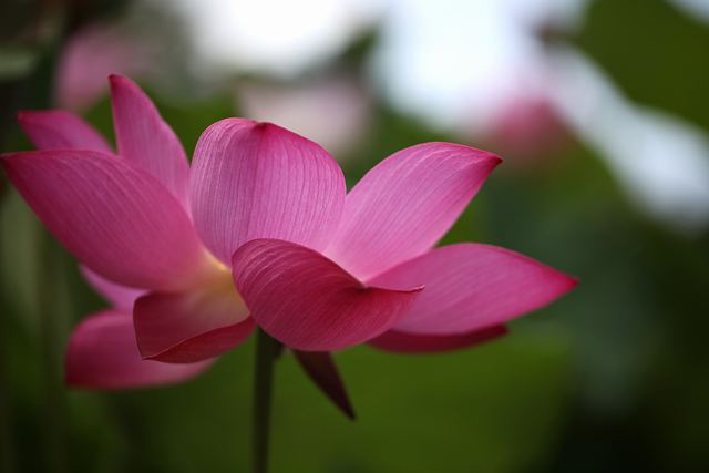 仏教にとってハスは神聖なる花