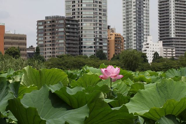 上野不忍池は高層ビル群に囲まれた沼にハスが咲く