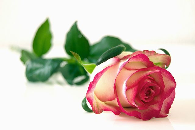 バラの色や形状によるメッセージもあり、1本のバラは一目惚れ