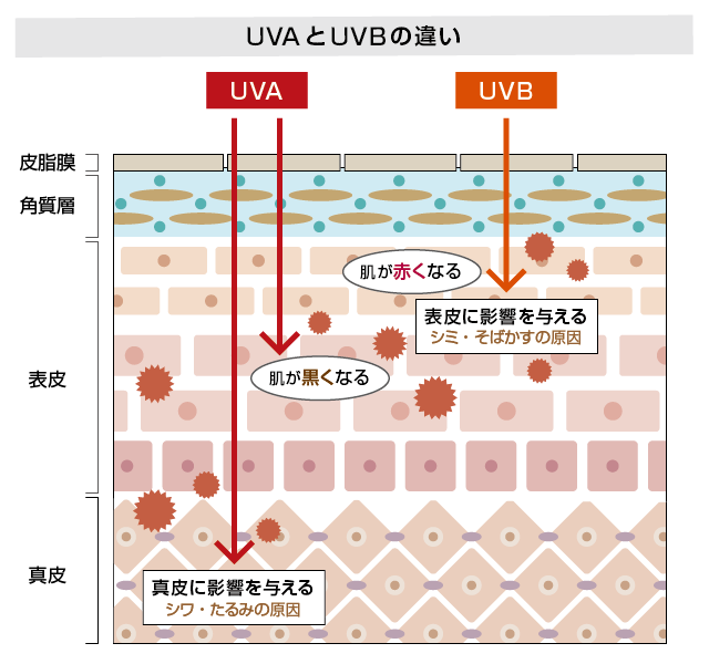 UVAとUVBの違い、肌に与える影響