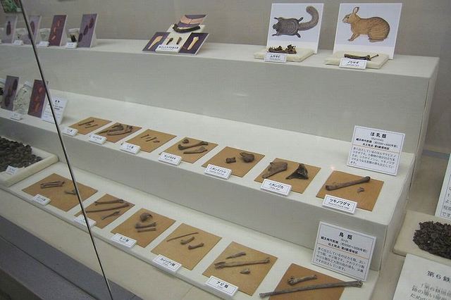 三内丸山遺跡の資料館で展示されている哺乳類や鳥類の骨などの出土品