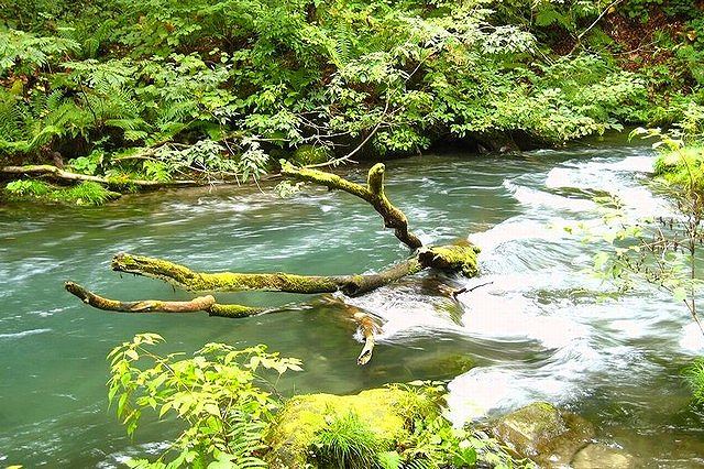 奥入瀬渓流は川の流れとともに生い茂る緑にも注目