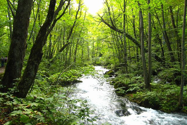 奥入瀬渓流のトンネルのように囲まれた景観