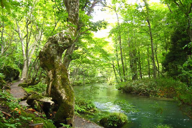 奥入瀬渓流の景観ポイント