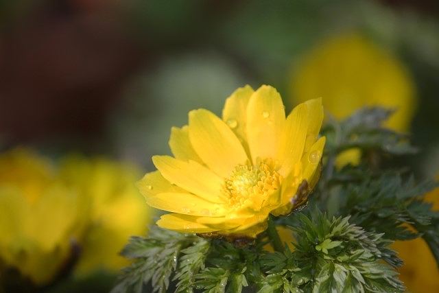 日本の現代における1月の花暦、フクジュソウ