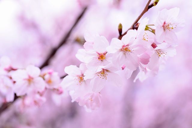 日本の旧暦における3月の花暦、サクラ