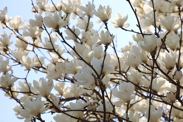 中国の花暦に含まれる木蓮（モクレン）