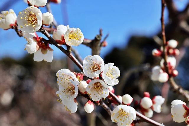 花暦に必ず組み込まれている、ウメの花