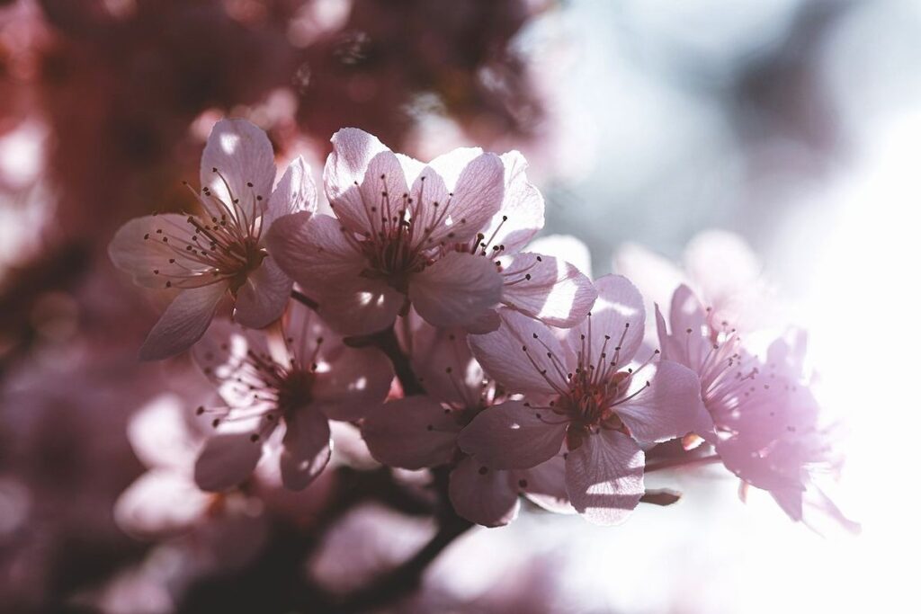 旧暦や現代の新暦における日本の花暦とは？12ヶ月それぞれを代表する花をカレンダー形式で紹介