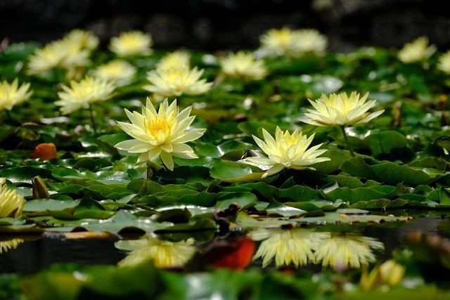 中国の花暦に含まれる睡蓮（スイレン）