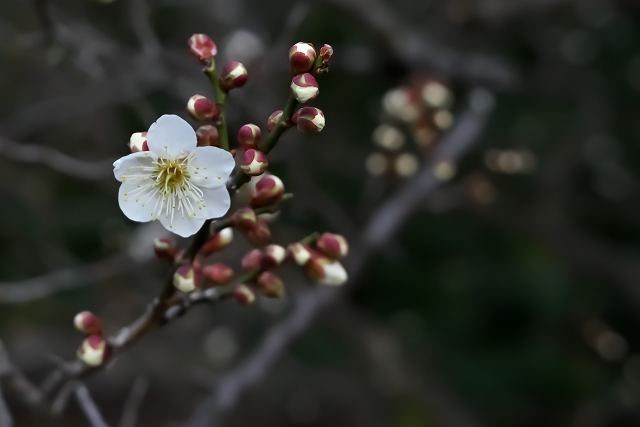 12月は師走以外に、初春を象徴する梅の花が咲き始める頃を指す、梅初月という異称も