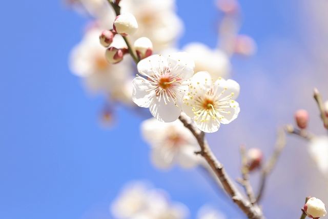 2月は如月以外に、梅が咲く季節を意味して梅見月という別名も