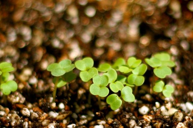 3月の弥生は、暖かな陽気に草木がいよいよ生い茂る月という意味から