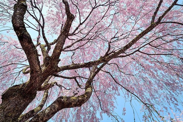 3月は弥生以外に、サクラに夢見草という呼び名があり、桜が咲く月という意味で夢見月という別名も