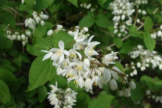 4月の卯月は、卯の花（ウツギの花）が盛りになる月であることから