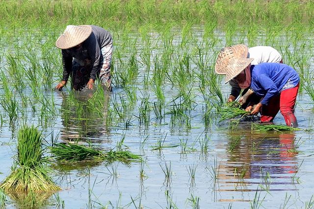 5月の皐月は、田植えを指す早苗月が短縮されてできた