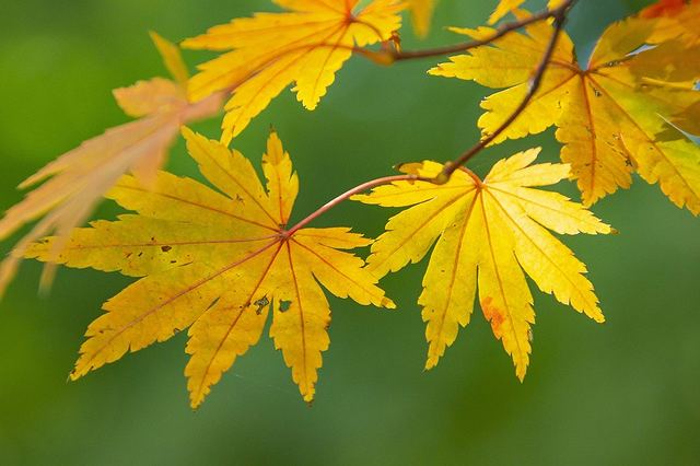 9月は長月以外にも、紅葉の時期を指す紅葉月とも