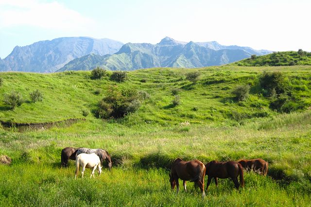 道中に見かけた牧場と山々、草を食べる馬たち