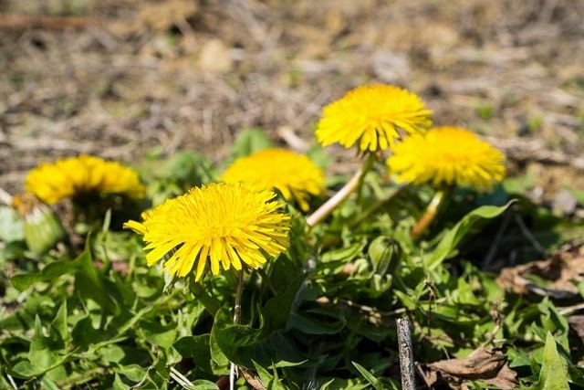 春分の日は長い冬が終わり土から草花が芽を出し春に替わる日