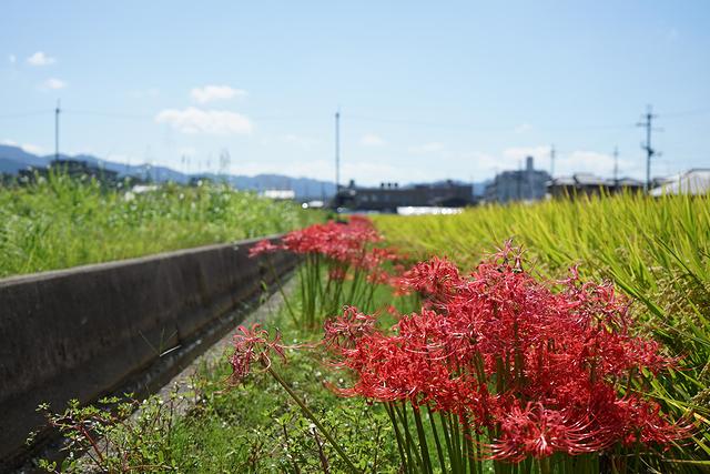 秋分の日は彼岸花が咲く頃で夏が終わり秋の到来を告げる日