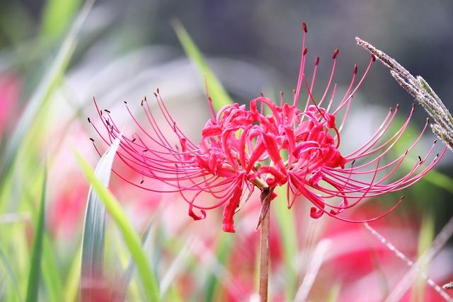 彼岸花の咲く時期や注意点とは？