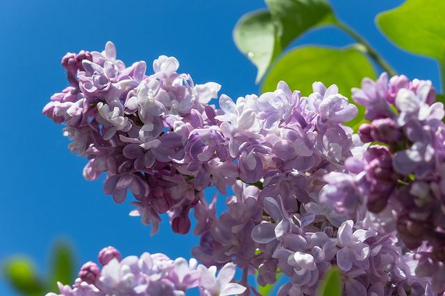 ライラックの花言葉は「友情」「青春の思い出」