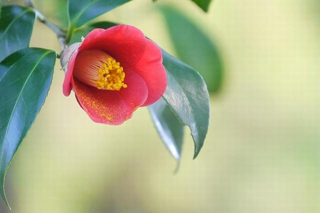 お祝いに避けるべき花（3）椿