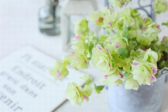 お祝いに避けるべき花（5）鉢植えの花