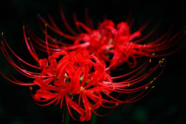 お祝いに避けるべき花（1）彼岸花