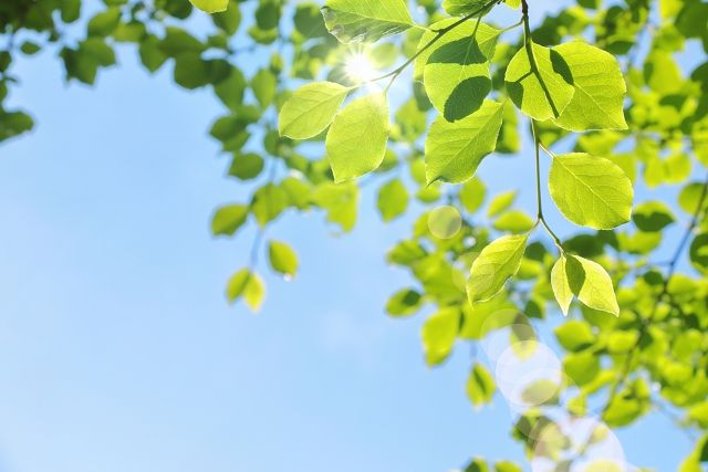 三伏は陰陽五行説に基づいた初伏・中伏・末伏の3日を総称した凶日で夏の最も暑い酷暑の時期