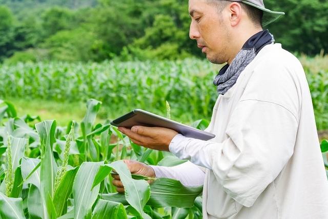 エンハーブで提供するハーブの原料茶葉については厳しい品質基準を設けている