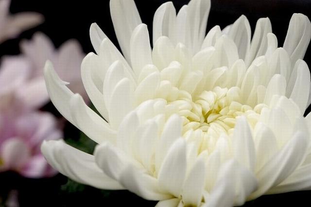 年配世代や高齢者へのお祝いに適さない菊