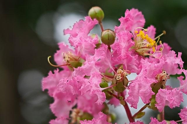 年配世代や高齢者へのお祝いに適さない百日紅